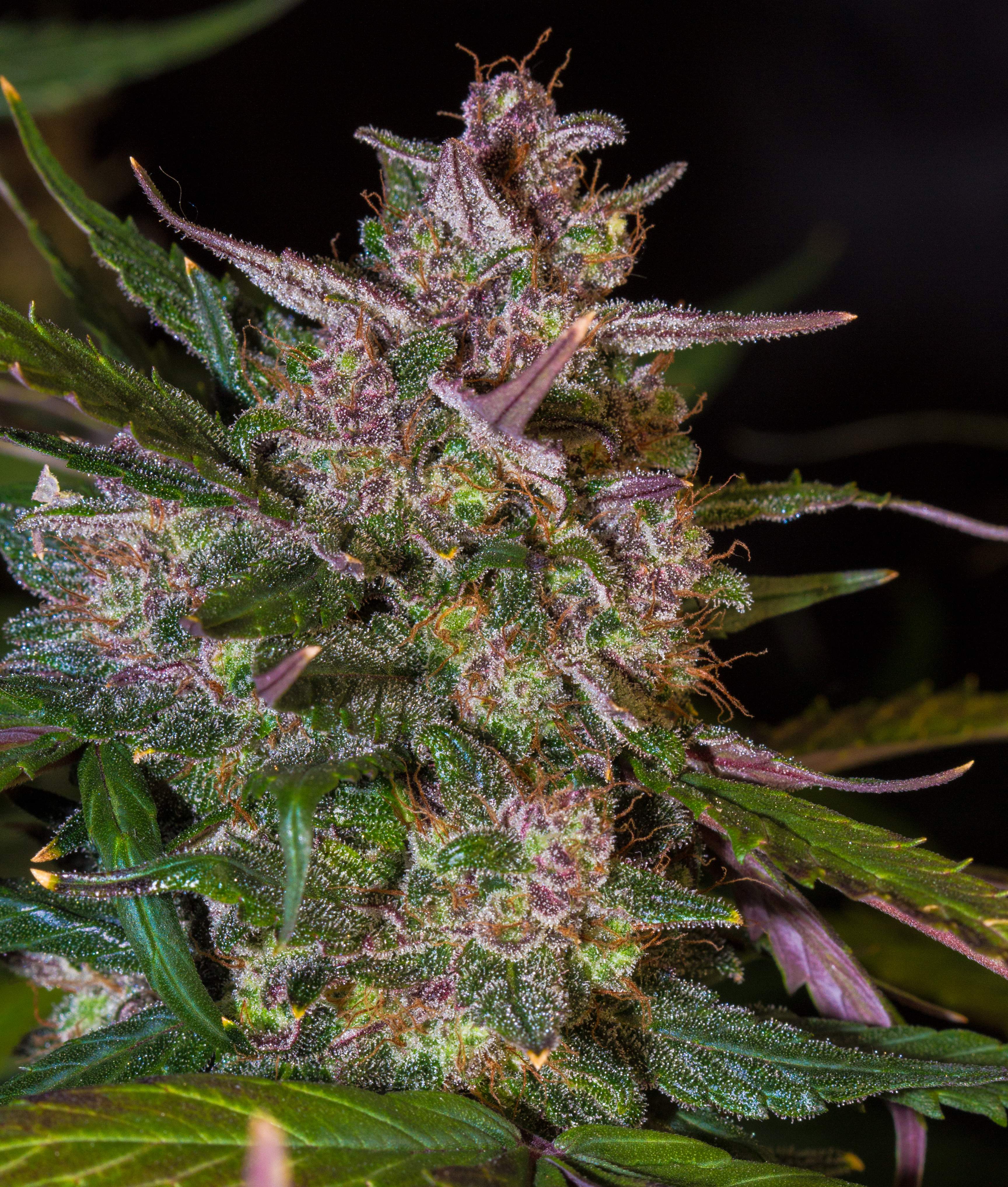 Blackberry by ThatoneAKguy