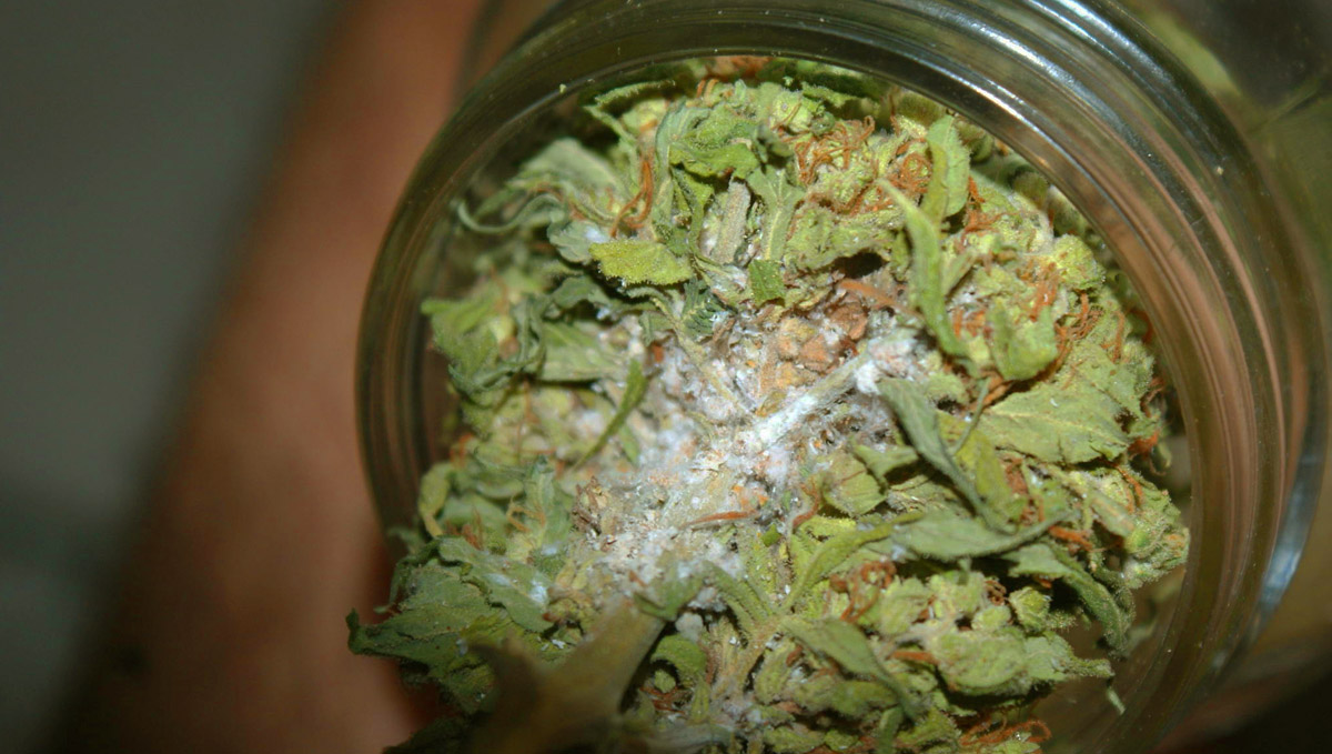 Check your buds closely for mold. Check your buds closely for mold.