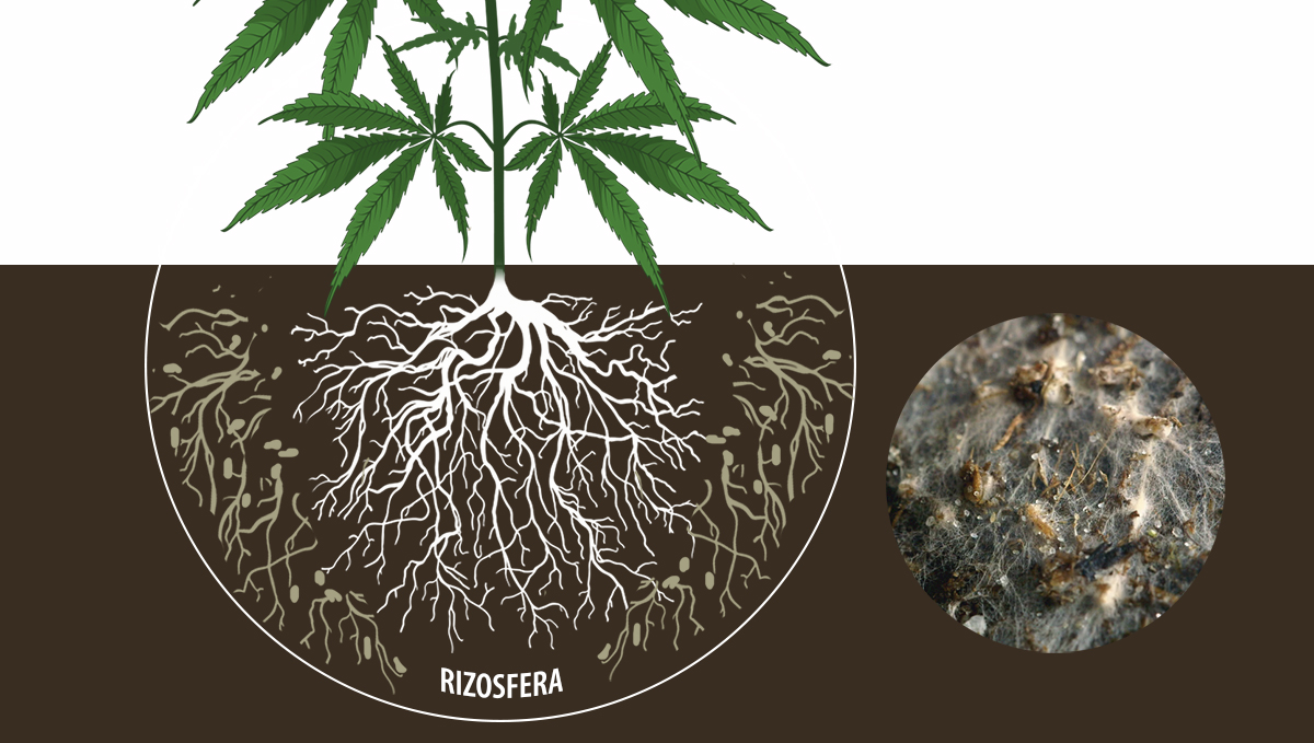 Cannabis y micorrizas: ecto micorrizas