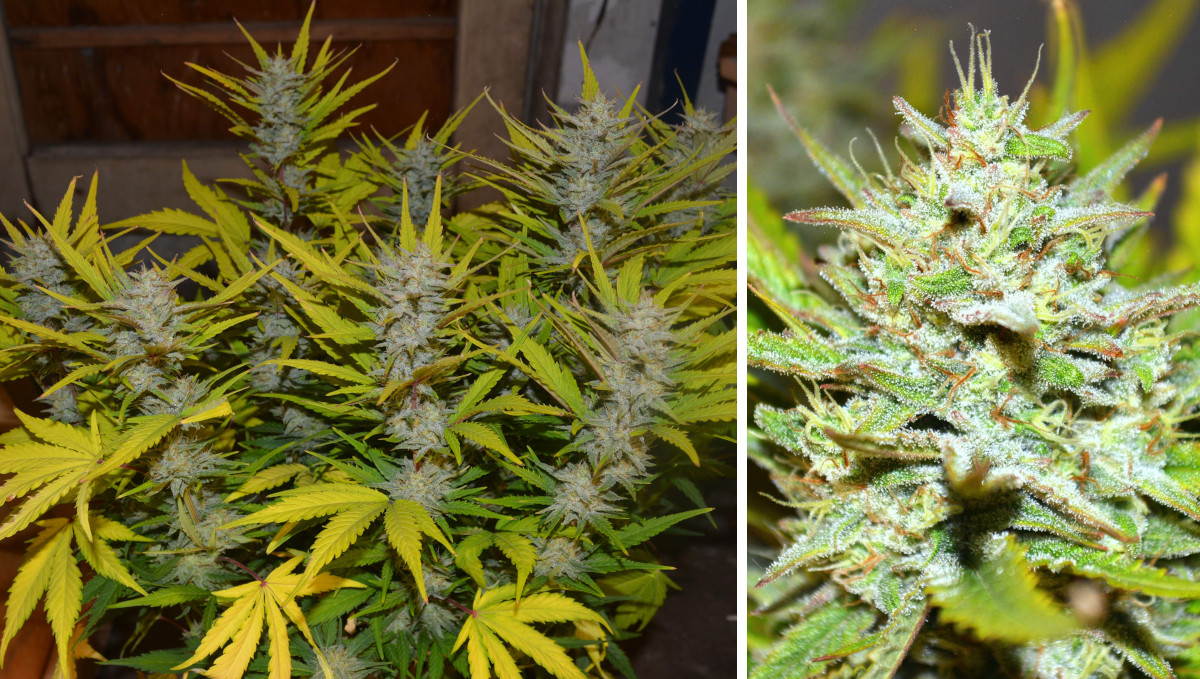 Gelato Auto Cannabis Strain Week-by-Week Guide: A nitrogen-deficient flowering weed plant and its big frosty nugget Gelato Auto Cannabis Strain Week-by-Week Guide: A nitrogen-deficient flowering weed plant and its big frosty nugget