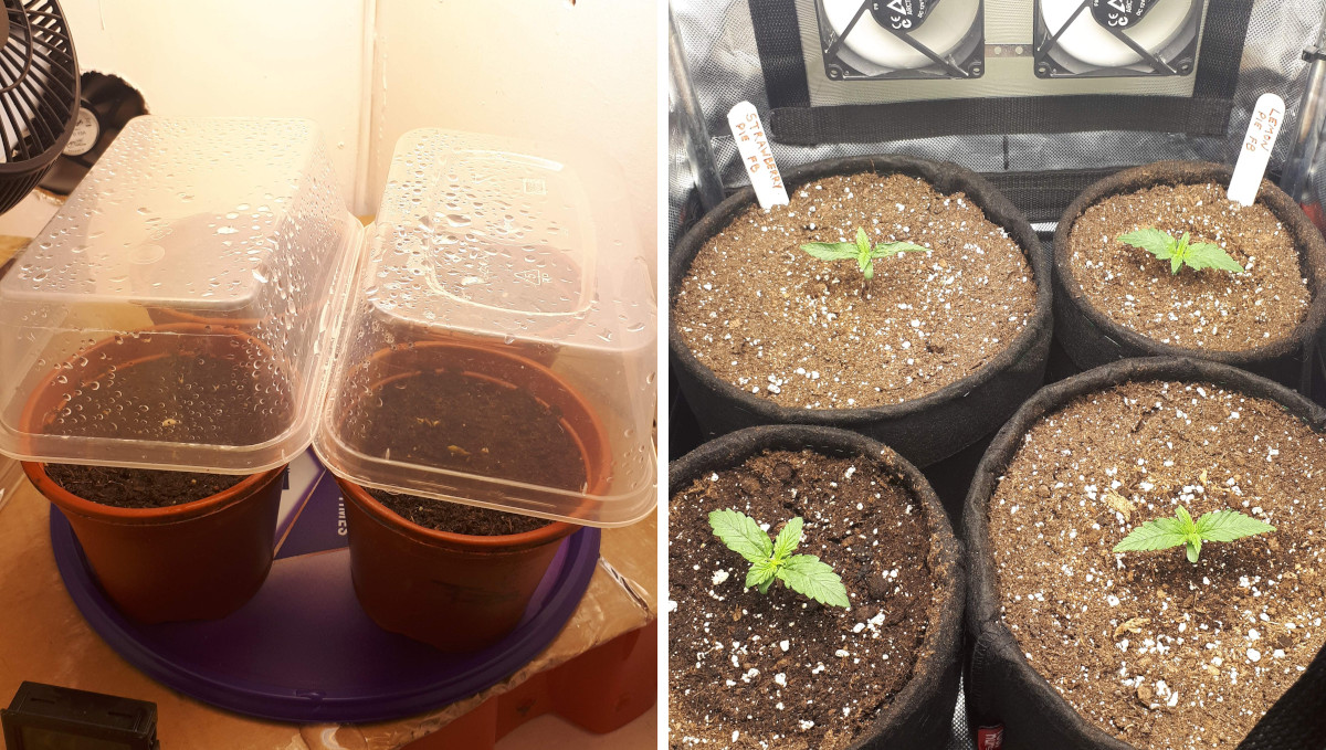 Strawberry Pie Auto Cannabis Strain Week-by-Week Guide: 4 young autoflowers before and after a transplant into grow bags Strawberry Pie Auto Cannabis Strain Week-by-Week Guide: 4 young autoflowers before and after a transplant into grow bags