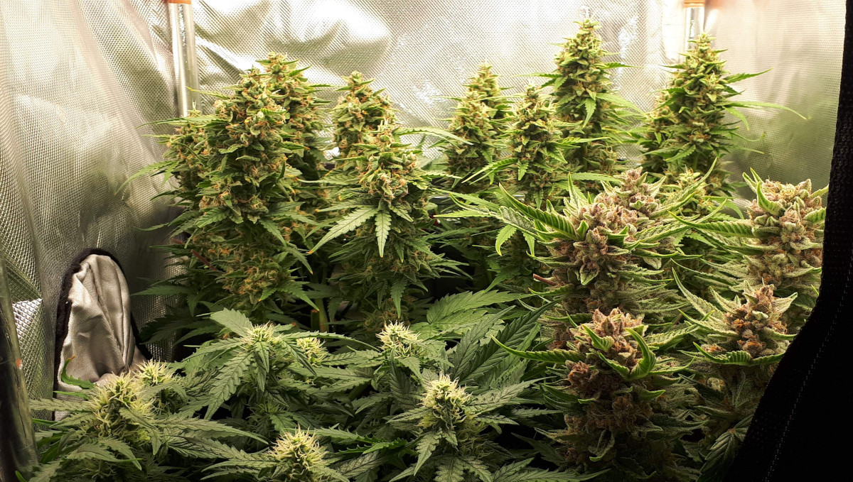 Strawberry Pie Auto Cannabis Strain Week-by-Week Guide: Several autoflowers including one with purple golf-sized flowers Strawberry Pie Auto Cannabis Strain Week-by-Week Guide: Several autoflowers including one with purple golf-sized flowers