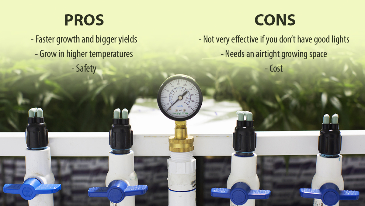 Increase cannabis yields with co2: pros and cons Increase cannabis yields with co2: pros and cons