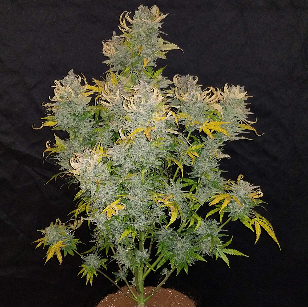 CBD Crack.jpg Fast Buds CBD Crack