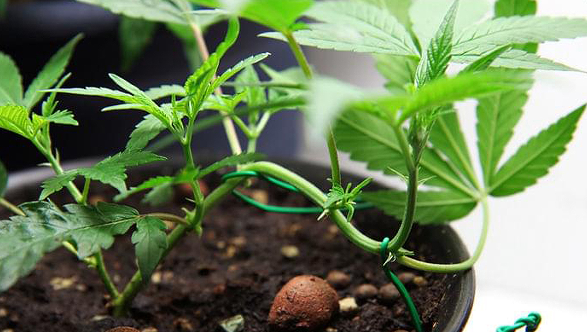 Wann beginnt man mit Low Stress Training (LST) bei Autoflower: LST oder natürlich wachsen lassen? Wann beginnt man mit Low Stress Training (LST) bei Autoflower: LST oder natürlich wachsen lassen?