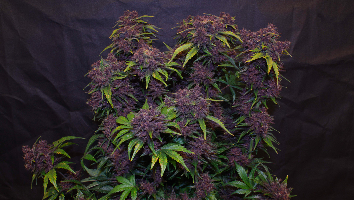 Top 10 strains to grow outdoors: Purple Lemonade Auto