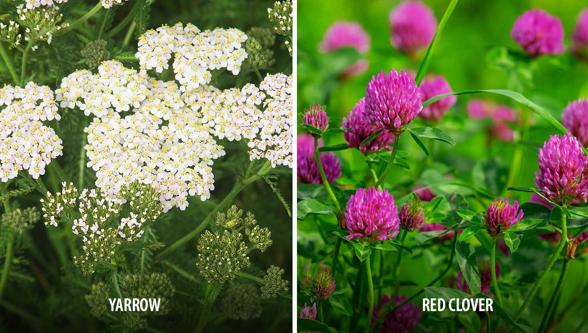 Companion plants for cannabis: nitrogen fixers Companion plants for cannabis: nitrogen fixers