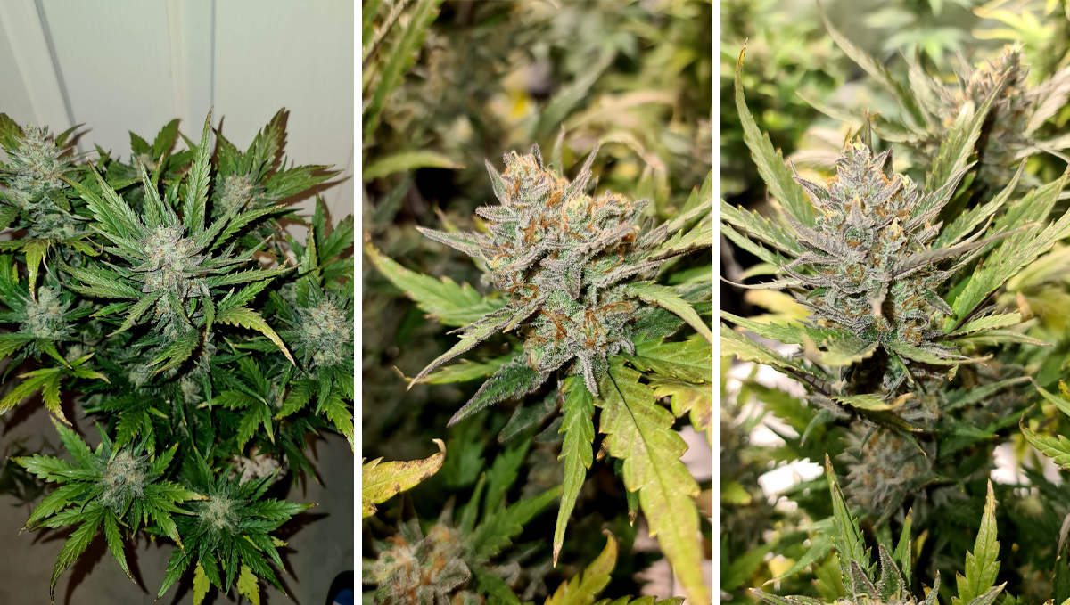 Chemdawg auto guide: week 9 Chemdawg auto guide: week 9