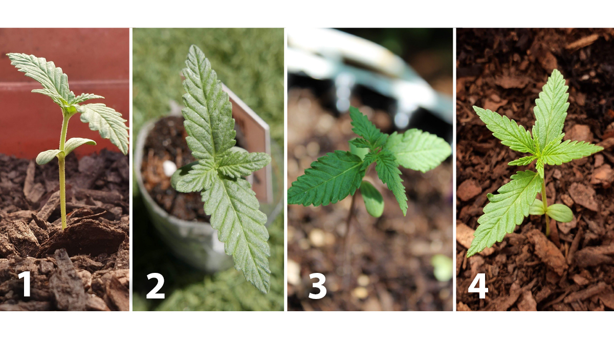 Outdoor cannabis grow in Italy: week 2 of plant growth