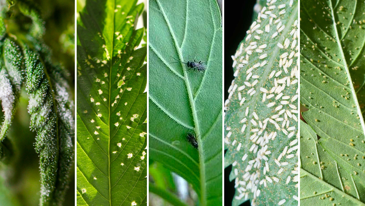 Korean natural farming: Oriental herb nutrients Korean natural farming: Oriental herb nutrients