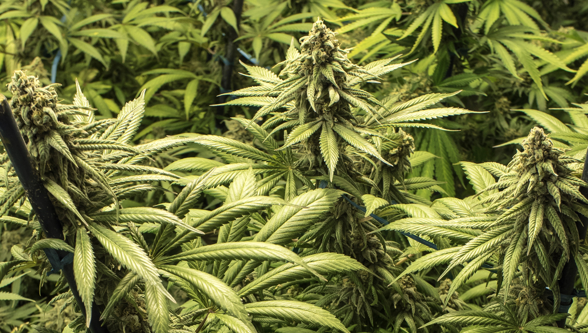 Guanokalong feeding chart: kalong bloom