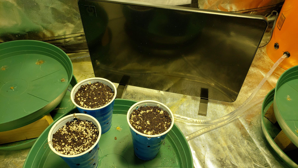 Strawberry Pie Auto Cannabis Strain Week-by-Week Guide: 3 seedlings in solo cups and heat panel Strawberry Pie Auto Cannabis Strain Week-by-Week Guide: 3 seedlings in solo cups and heat panel