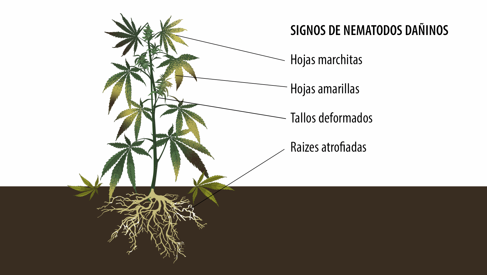 Beneficios de los microorganismos: signos de nematodos dañinos.
