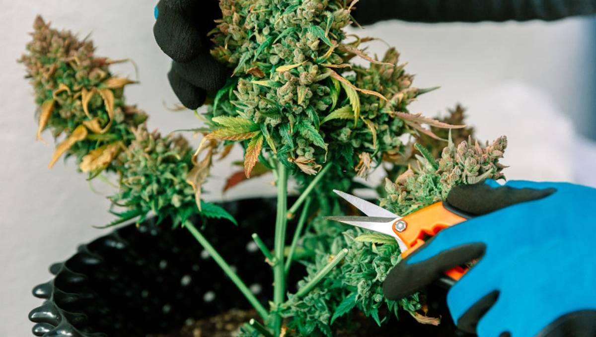 How to harvest autoflowers: defoliating