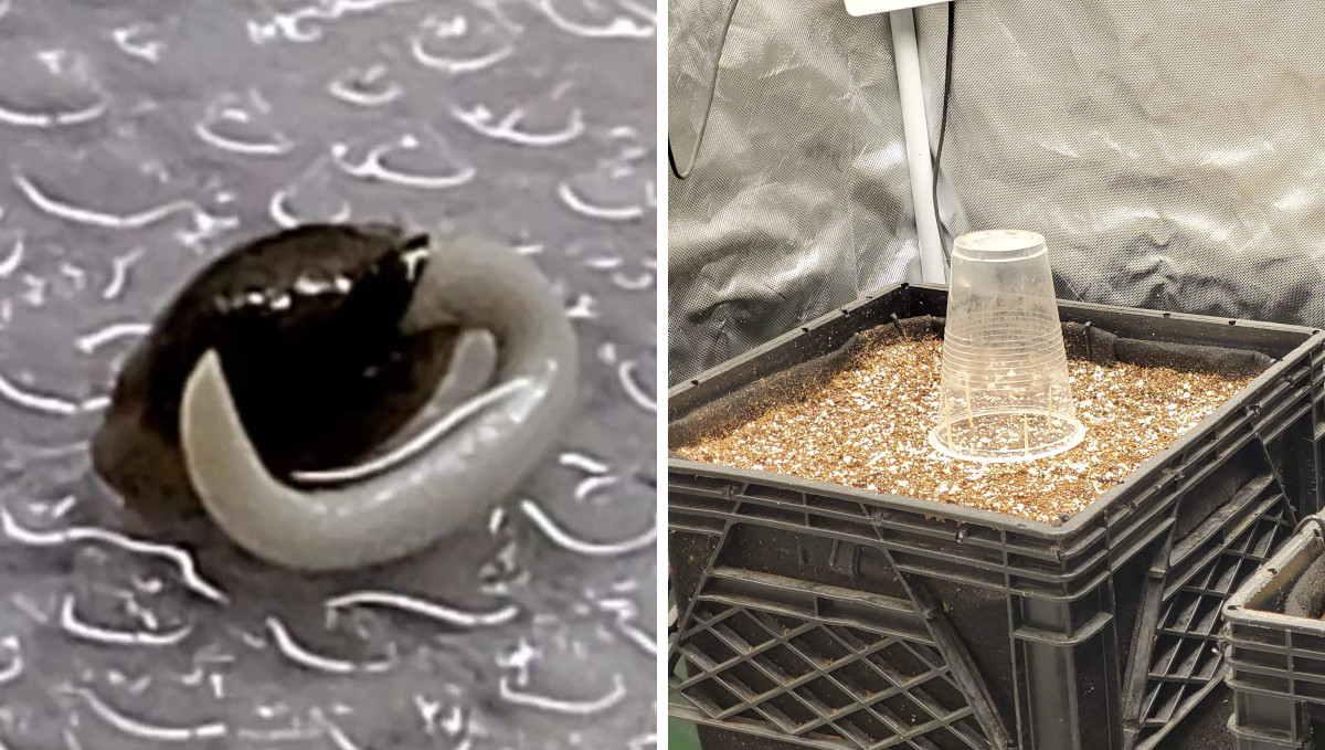 Gelato Auto Cannabis Strain Week-by-Week Guide: A seed germinated between wet paper towels and then put in soil and covered with a plastic solo cup Gelato Auto Cannabis Strain Week-by-Week Guide: A seed germinated between wet paper towels and then put in soil and covered with a plastic solo cup