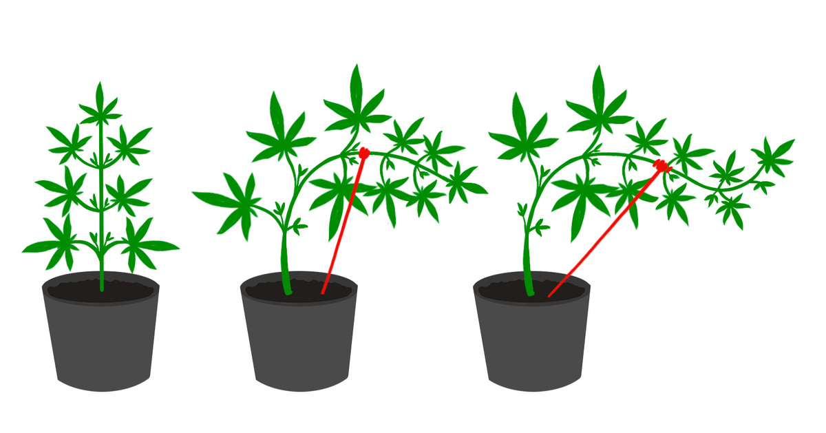 Low stress training on cannabis plant