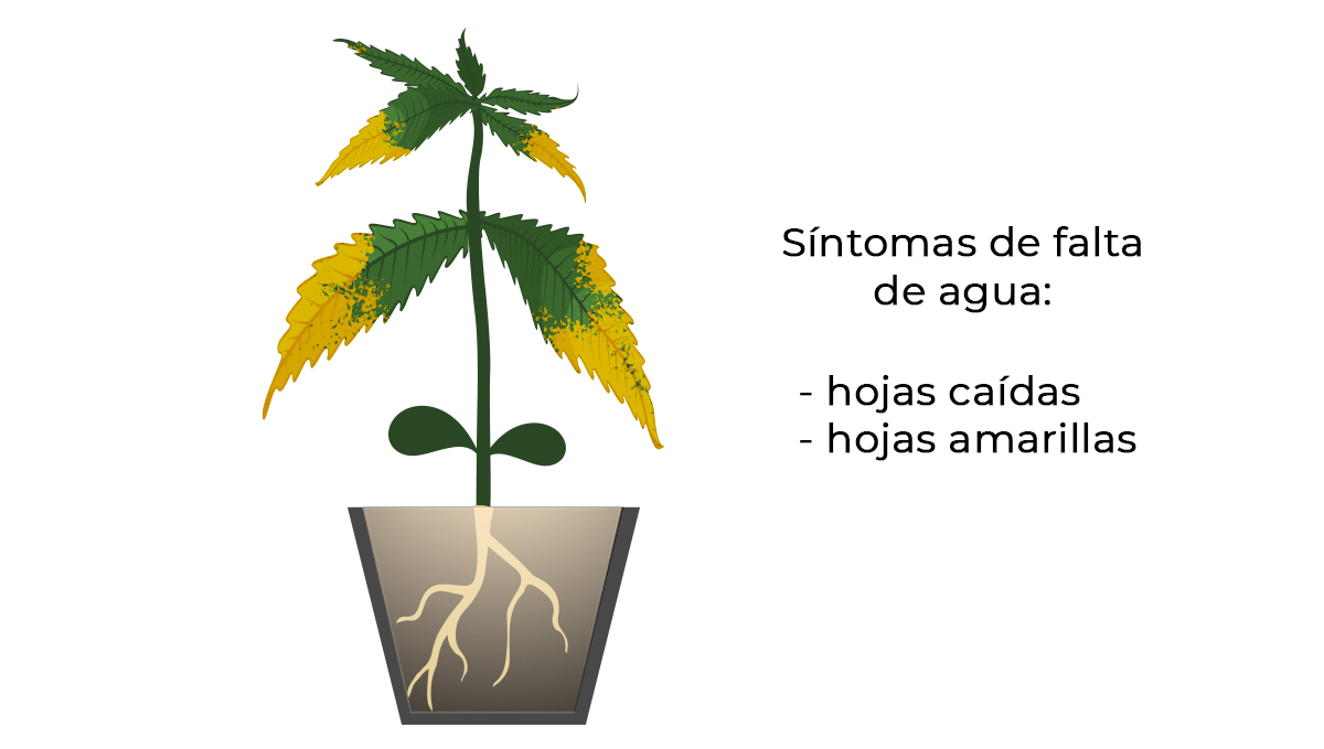 Problemas comunes de las plántulas de cannabis: riego insuficiente Problemas comunes de las plántulas de cannabis: riego insuficiente