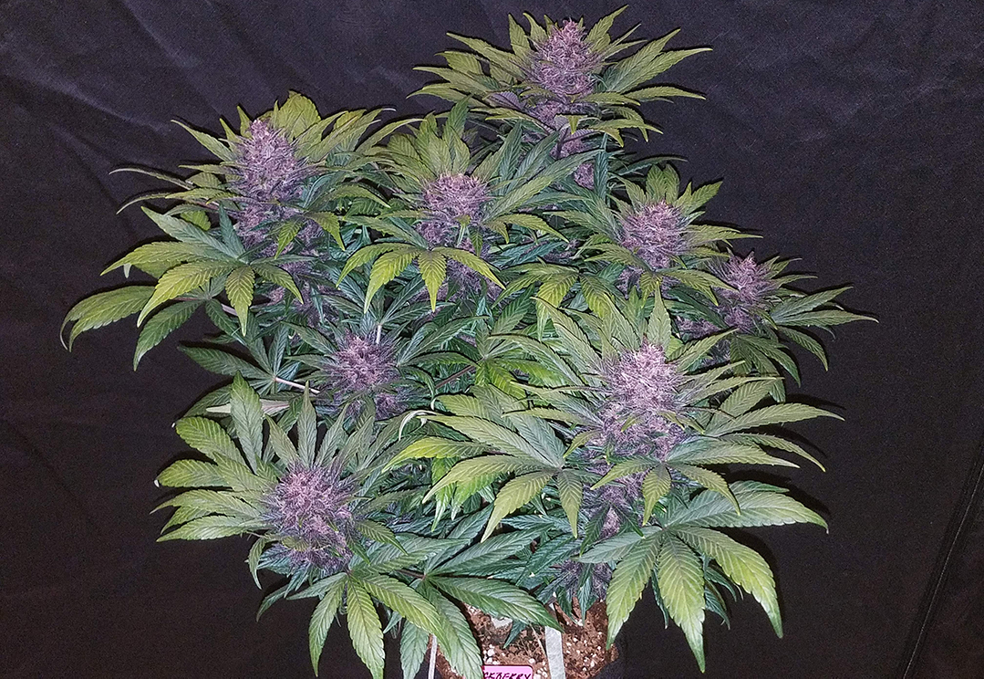 Fast Buds Autoflower Blackberry Kush