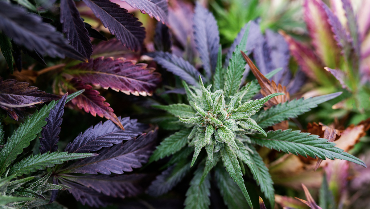 How the environment affects buds: ideal conditions flowering