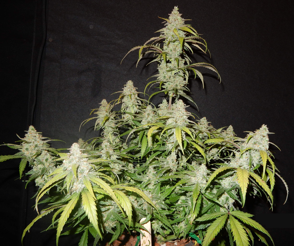 Fast Buds' Autoflower Tangie, Tangie'Matic