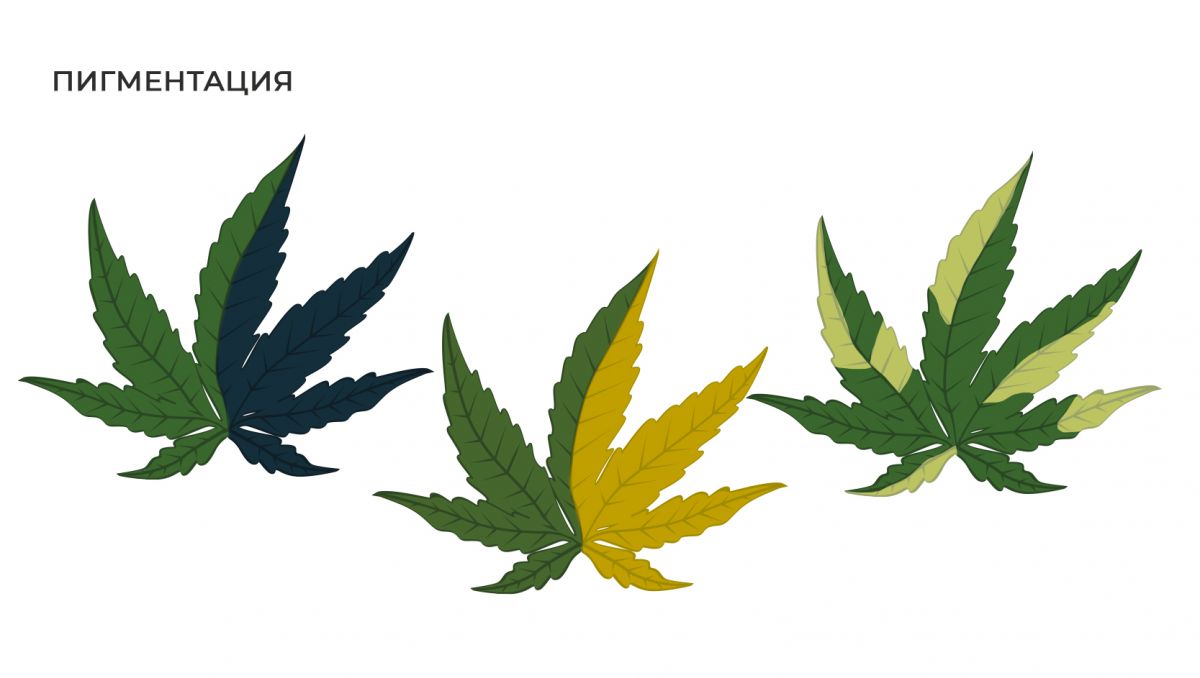 Распространенные мутации: пигментация