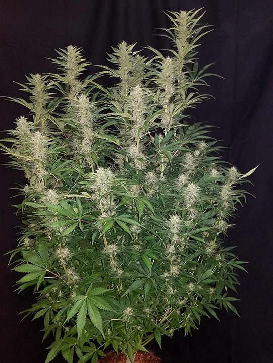 Fast Buds Autoflower G13, G14