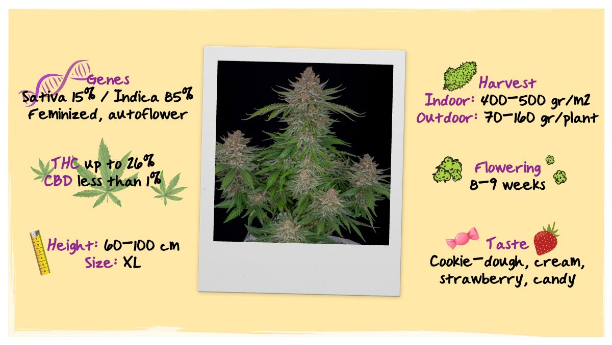 Strawberry Pie Auto Cannabis Strain Week-by-Week Guide: Specifications