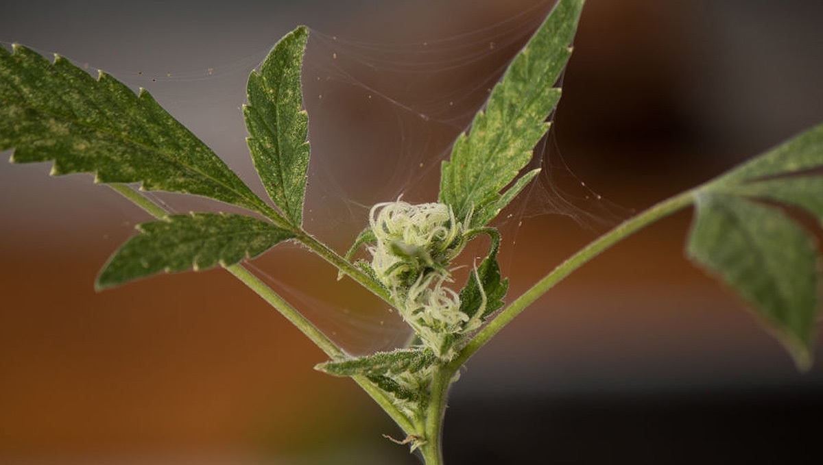 Organic pesticides for cannabis: Neem oil can be used as a pesticide Organic pesticides for cannabis: Neem oil can be used as a pesticide