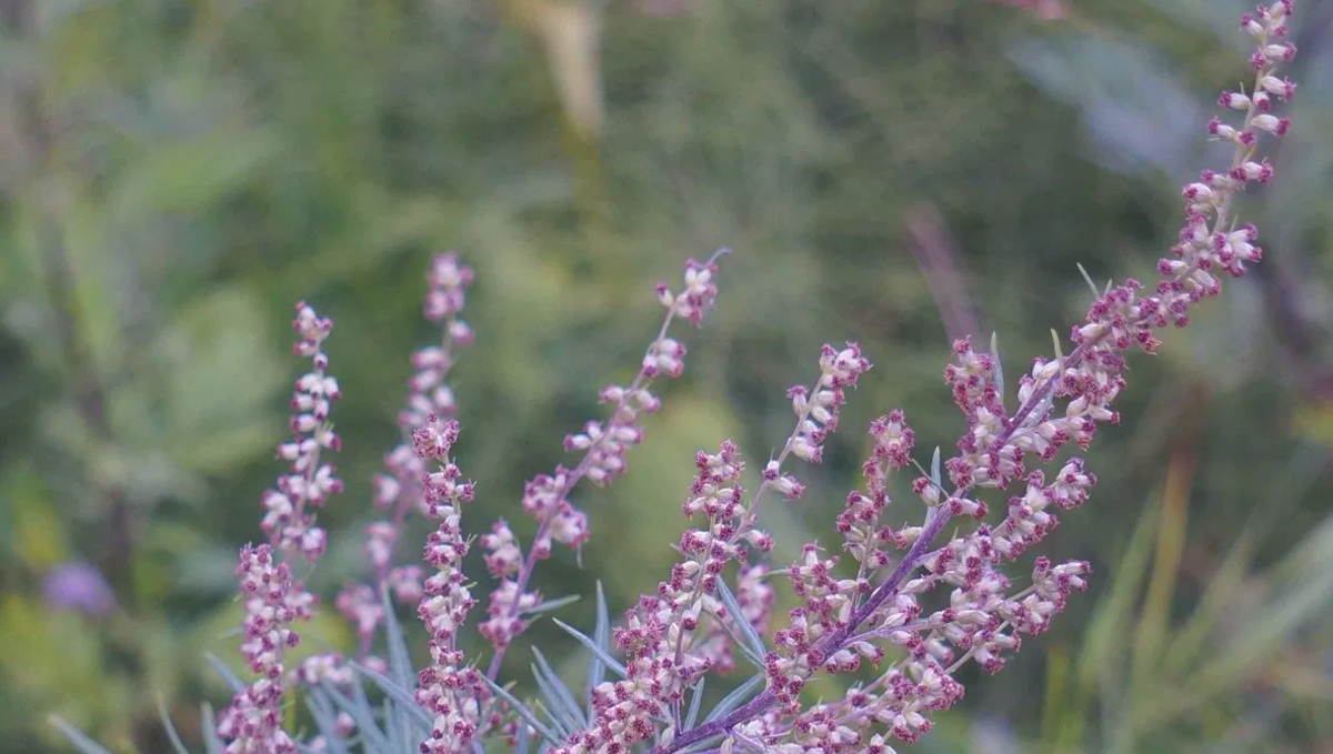 Mugwort and weed make a great blend in your joints! It'll give you that creativity boost!