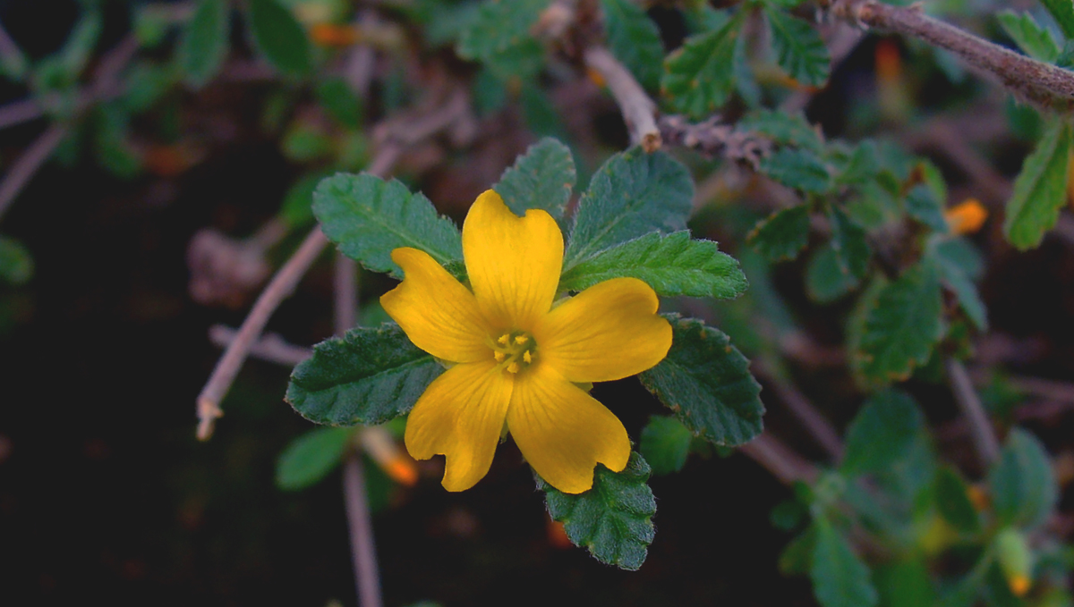 Spice up your sex life with a damiana and weed blend in your joints!