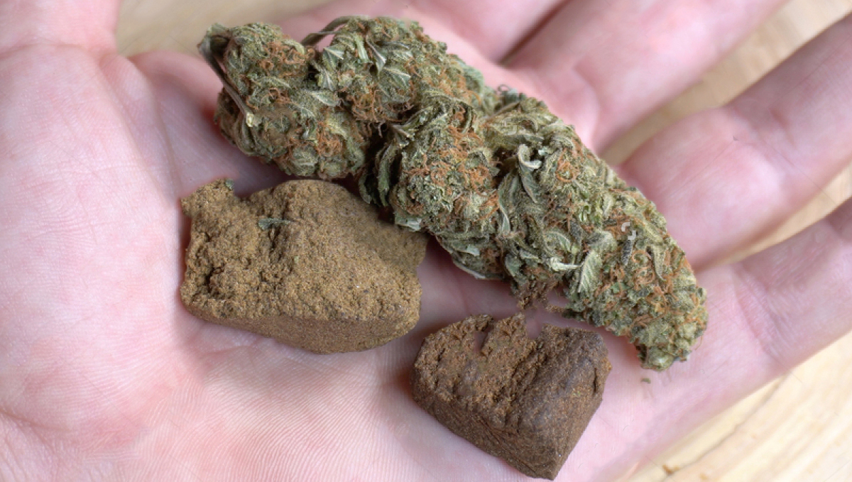 Hashishene: A Terp That Gives Moroccan Hash Its Unique Aroma: Very little hashishene terpenes in dried flowers Hashishene: A Terp That Gives Moroccan Hash Its Unique Aroma: Very little hashishene terpenes in dried flowers