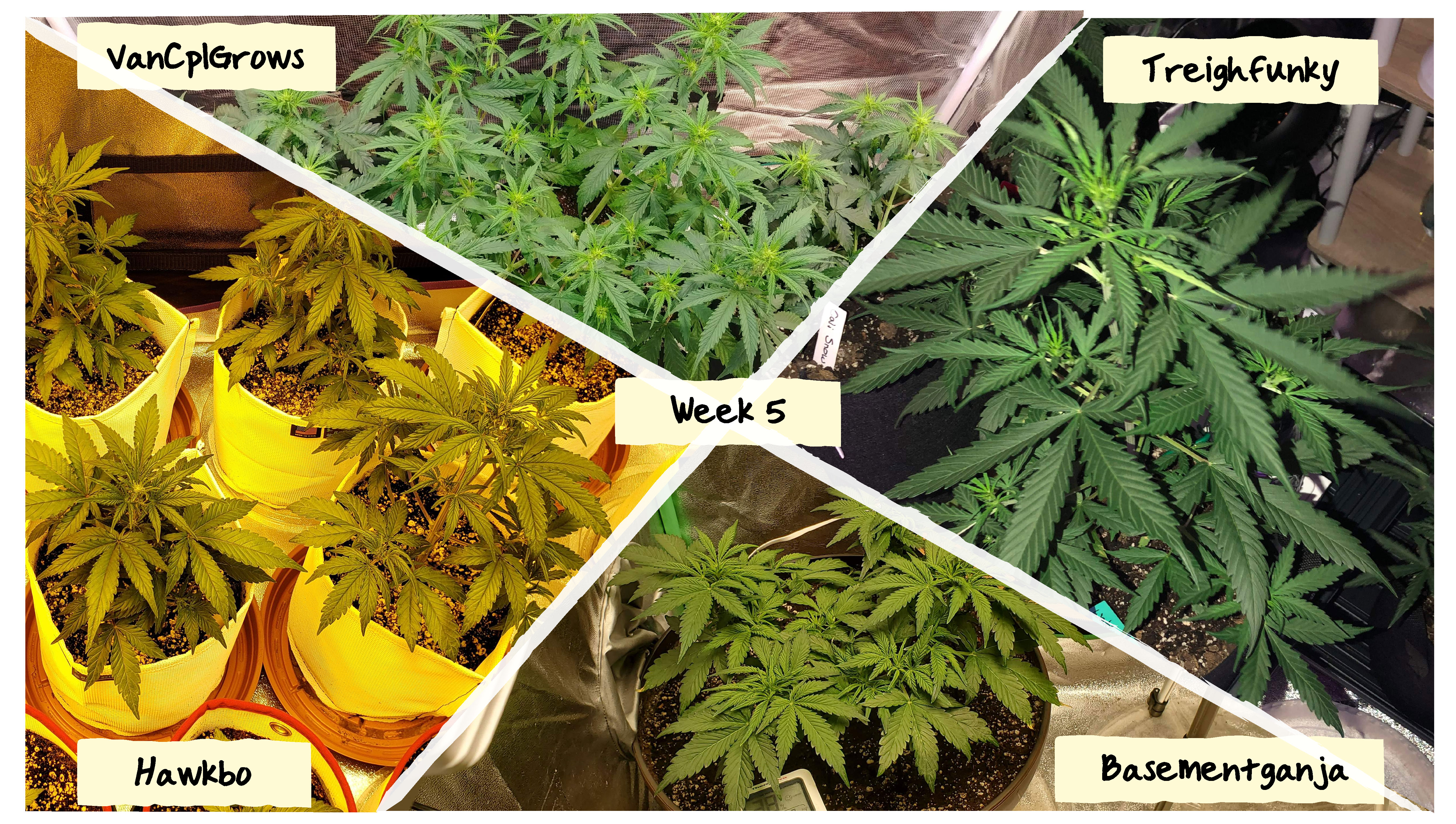 Grow Progress: Week 5