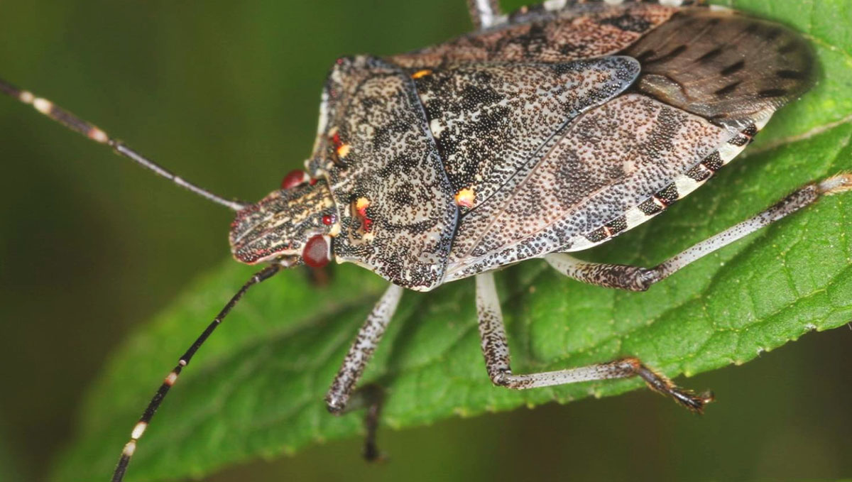 Watch out for any stink bugs on your cannabis plants as you do your daily checks. Watch out for any stink bugs on your cannabis plants as you do your daily checks.