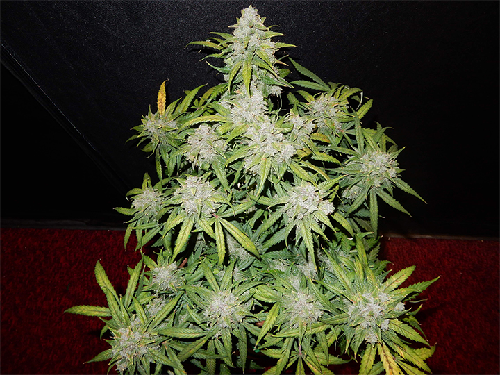 Fast Buds' Autoflowering CBD Crack