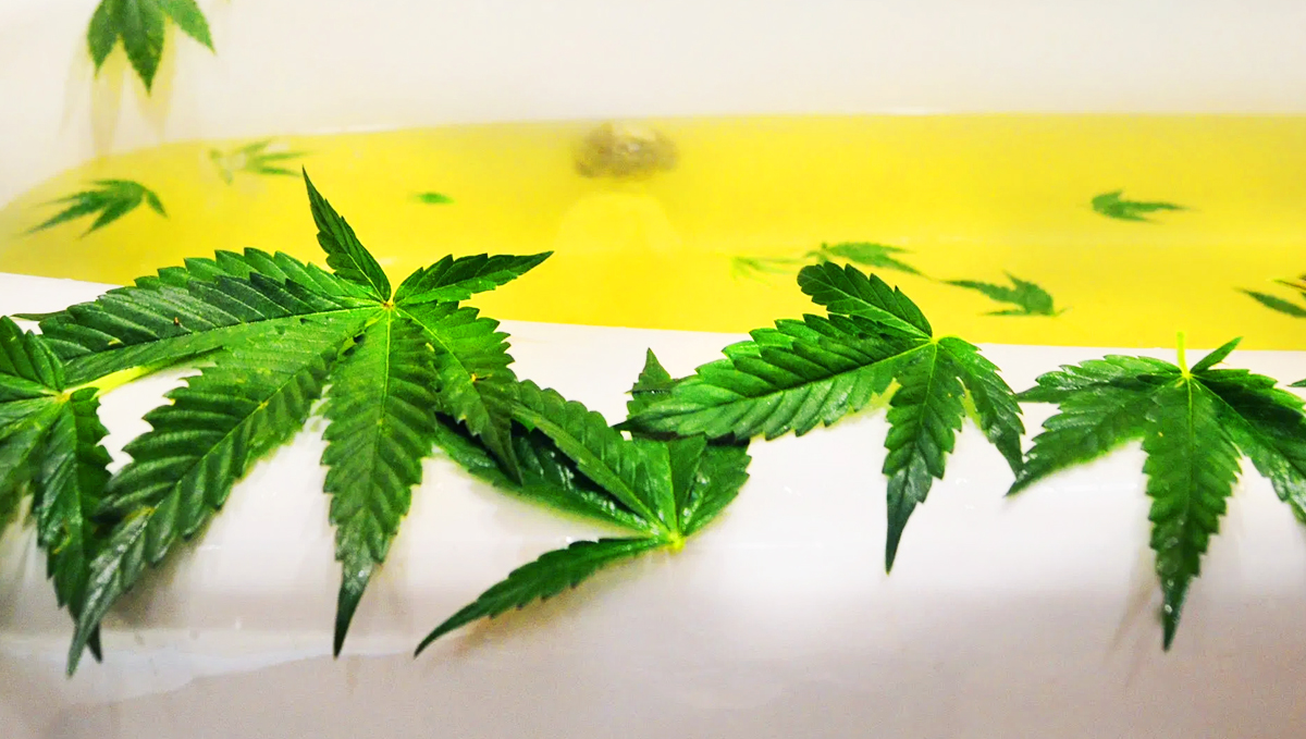 Cannabis bath salts provide amazing health benefits! Cannabis bath salts provide amazing health benefits!