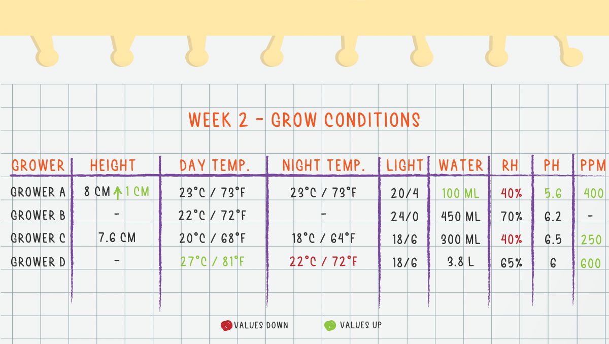 Gorilla Cookies Auto, guía semanal de la variedad: Semana 2 condiciones de cultivo Gorilla Cookies Auto, guía semanal de la variedad: Semana 2 condiciones de cultivo