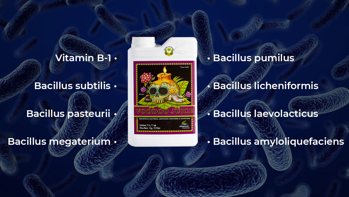 Advanced nutrients for autoflowers: voodoo juice Advanced nutrients for autoflowers: voodoo juice