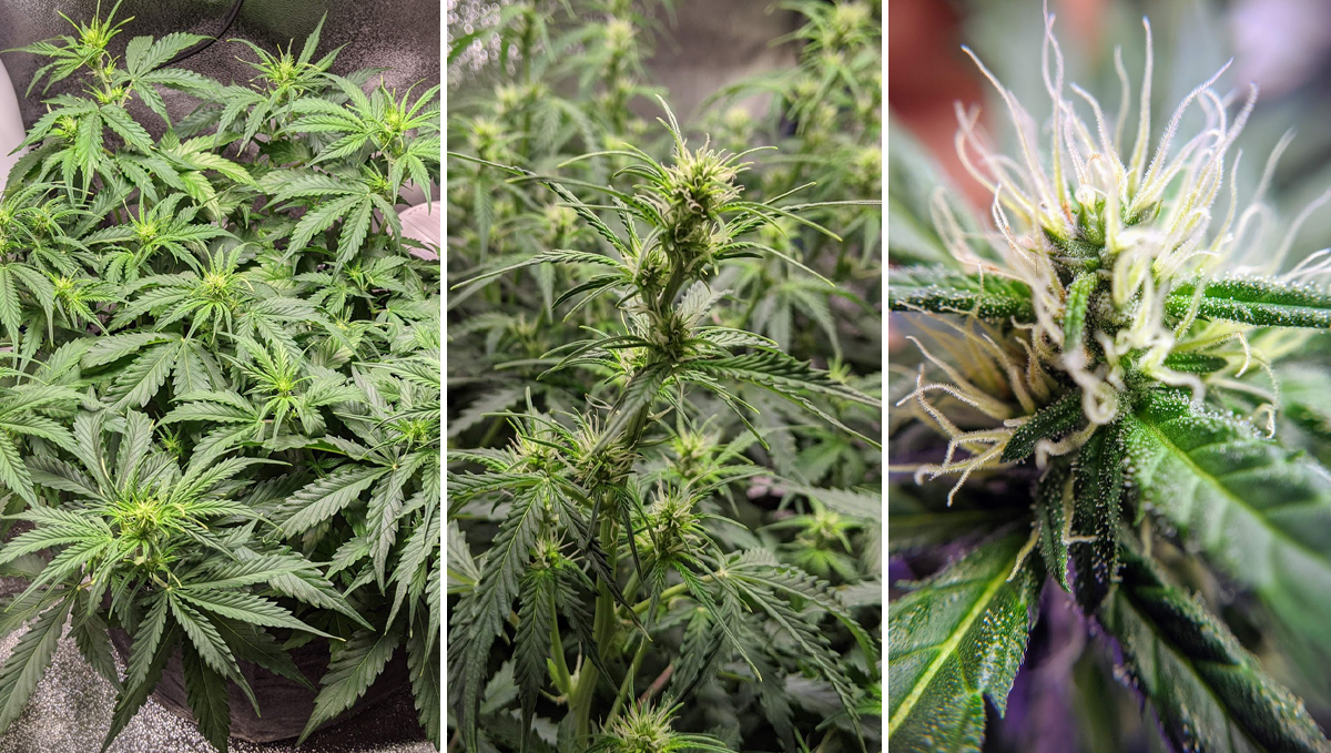 Sour diesel auto guide: week 5