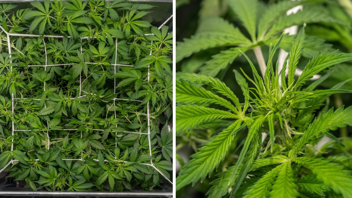 Gorilla Cookies Auto, guía semanal de la variedad: ScrOG Gorilla Cookies Auto, guía semanal de la variedad: ScrOG