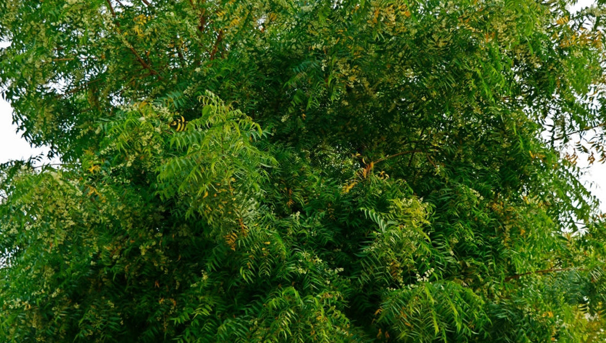 Organic pesticides for cannabis: Neem tree Organic pesticides for cannabis: Neem tree