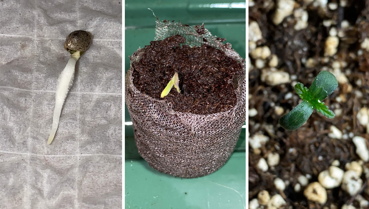 OG Kush Auto: week 1