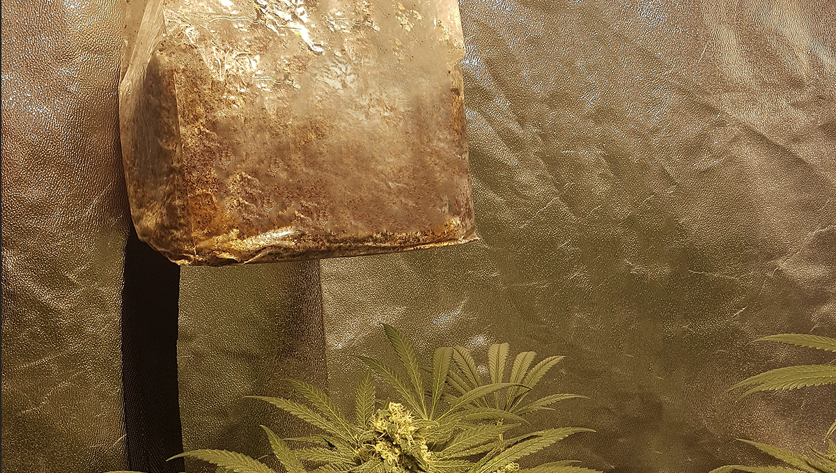 Increase cannabis yields with co2: co2 bags Increase cannabis yields with co2: co2 bags