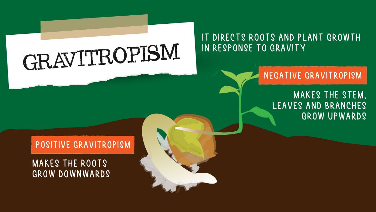 Can cannabis plants think?: gravitropism