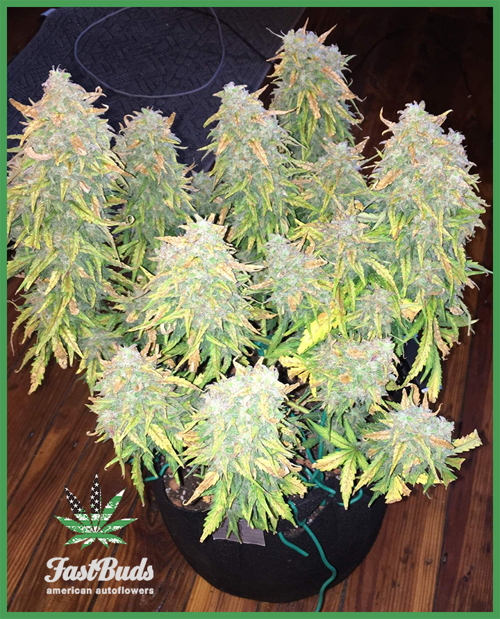 rhino ryder pre harvest