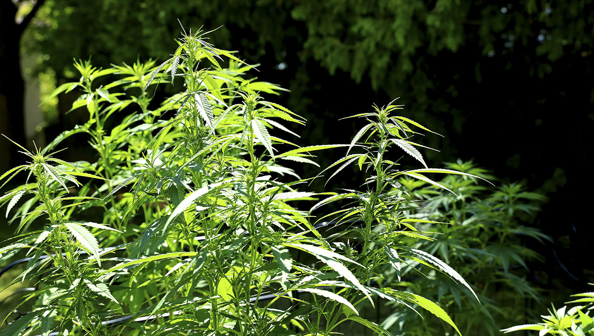 Hemp plants are tall, skinny and lack foliage. Hemp plants are tall, skinny and lack foliage.