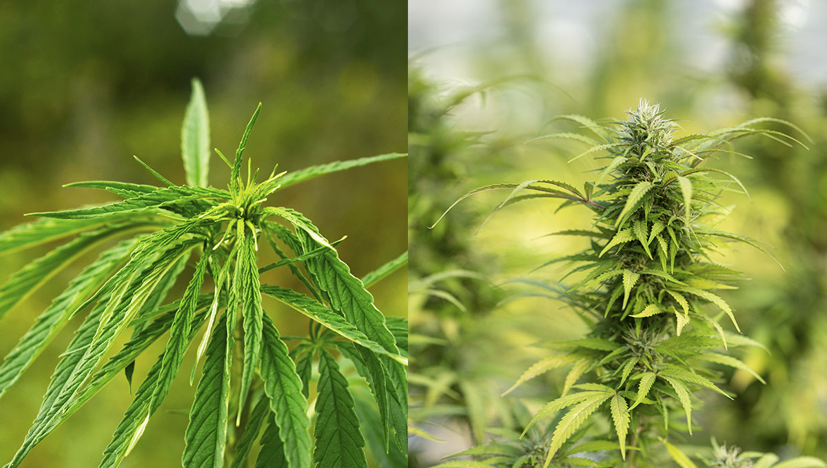Understanding the differences between hemp and cannabis plants. Understanding the differences between hemp and cannabis plants.