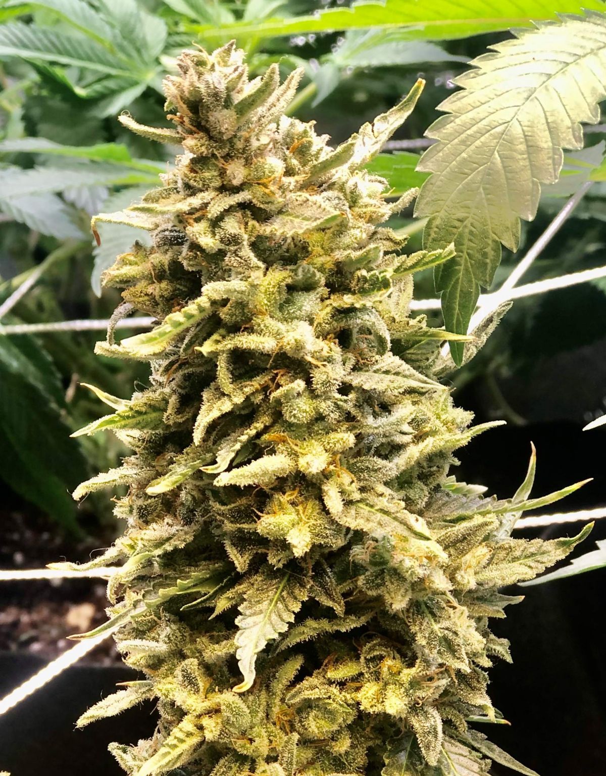 Blue dream by Sloppy