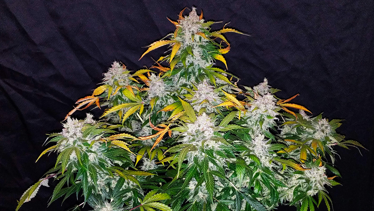 Stardawg auto Stardawg auto