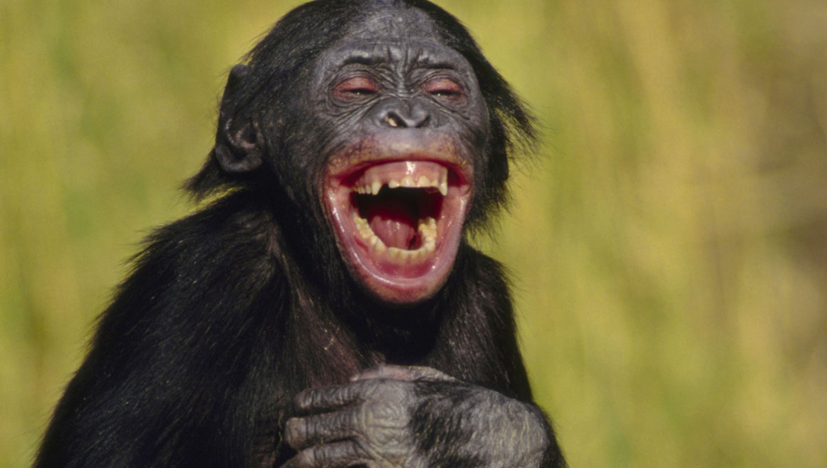 Not only humans but even animals laugh too, it's a natural response from the brain. Not only humans but even animals laugh too, it's a natural response from the brain.