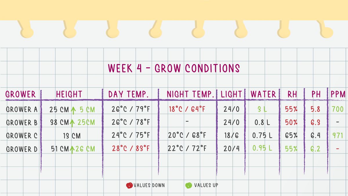 Orange Sherbet Auto Cannabis Strain Week-by-Week Guide: Week 4 grow conditions